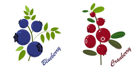 Blueberry and Cranberry. Berries with Green Leaves. Blueberry and Cranberry for jam and dessert....
