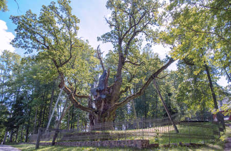 Stelmuze oak landscape in summer season. The one of three oldest tree in Europe. The most sight showplace in Lithuania. Natural monument and protected object in wild nature.の写真素材