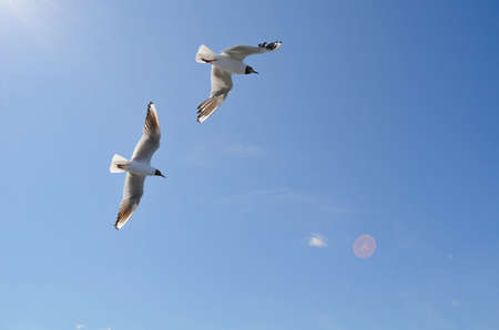 Two seagulls birds illumination by the rays of the sun soar in the blue sky background with place...
