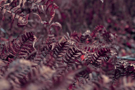 Creative background melancholic autumn burgundy fern leaves in the gardenの写真素材