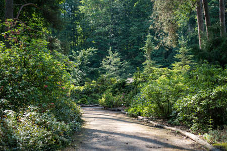 Beautiful view of wild botanical garden and the sandy path for walking and enjoying the rest...