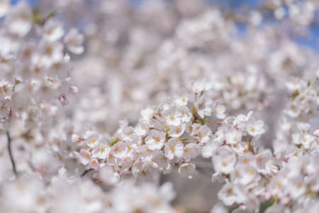 Beautiful cherry white blossom blooming in spring on a sunny day, sakura branch close up