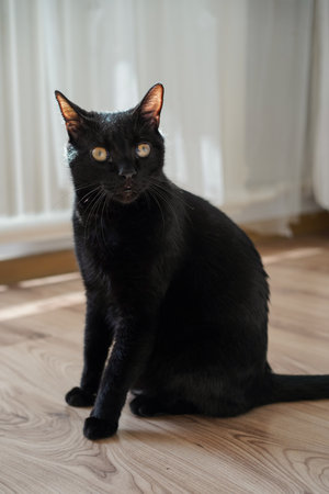 Black cat sitting on a wooden floor and looking at the camera.の写真素材