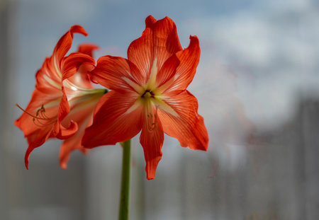 Hippeastrum (amaryllis) on the windowの写真素材