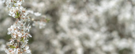 Blurred background plum blossom white flowers in the left focus close up branch of blooming plum full of flower wide bannerの写真素材