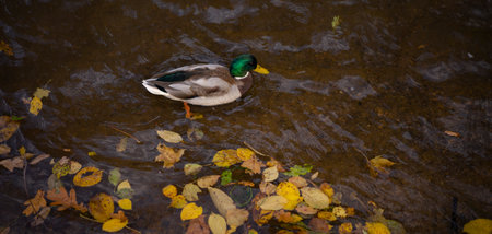 A male wild duck swims in a river. Autumn yellow leaves on the dark water.の写真素材