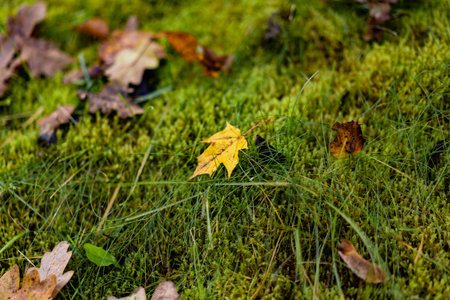 A fallen maple leaf lying on green moss in the forest during autumn.の写真素材
