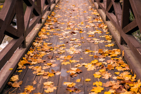 Wooden bridge covered with fallen autumn leaves in a park. Warm fall colors, peaceful seasonal landscape, nature backgroundの写真素材