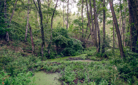The swamp is muddy and surrounded by a beautiful green forest, with fallen trees and green water visible.の写真素材