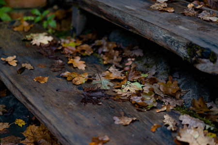 Wet autumn leaves in shades of brown, yellow, and green lying on dark wooden stairs after rain. Close-up view of fallen foliage in moody natural lightの写真素材