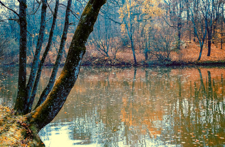 Wild beautiful autumn dense forest. Autumn trees are reflected in the water of the lake in cloudy weather. From the left, the tree is tilted over the lake. Copy space for your textの写真素材