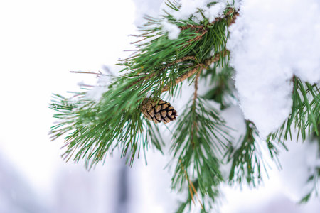 Snow covered pine branches with detailed pine cone in a peaceful winter landscape. Soft light, fresh...