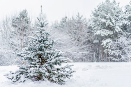 Snow covered young spruce tree in a winter forest. Fresh snowfall, soft light and serene natural landscape create a peaceful seasonal scene for postcardの写真素材