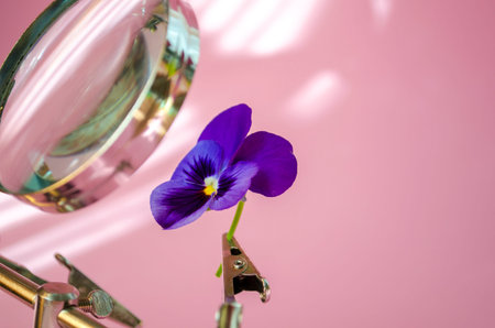 Magnifying Glass with Dual Adjustable Alligator Clips and purple viola flower close up on the pink backgroundの写真素材