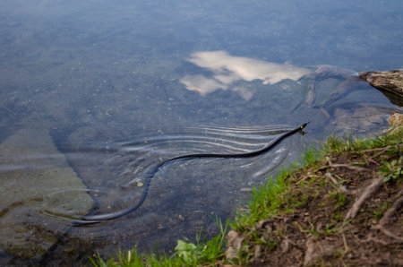 A slender snake gracefully glides through the clear calm water near a grassy bank. Non-venomous snake moving through water in a natural environment.の写真素材