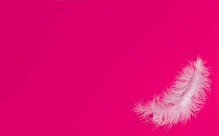 One white feather on a color background. Pink backgroundの写真素材