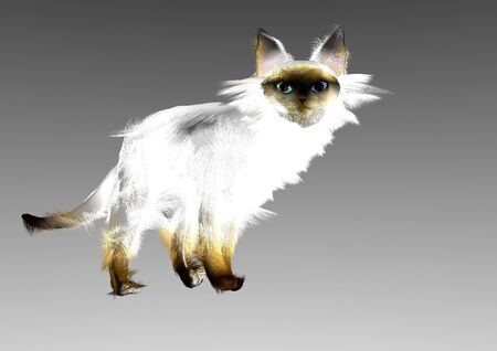 portrait fo an angora siamese cat, white with dark face and paws, 3D illustration over a gray backgroundの写真素材
