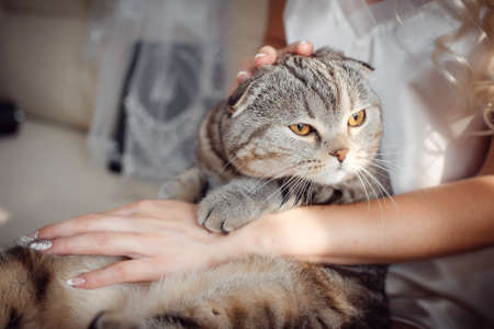 striped adult cat is sitting on the lap of a young girlの写真素材