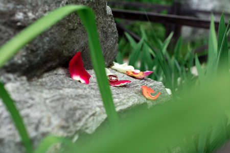 Wedding rings lie on a big stone on a lawn. The stone is in a grass on a lawn.の写真素材