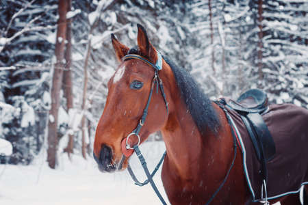 Portrait of a handsome stallion horse horse winter outdoors, winterの写真素材