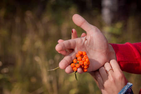 cluster of berries of a mountain ash and a ladybug on a hand, summer