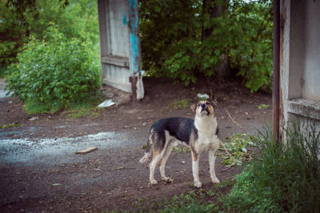 the homeless dog barks on the street during a rainの写真素材