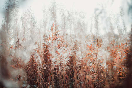 contrast in plants of unusual beauty, backgroundの写真素材
