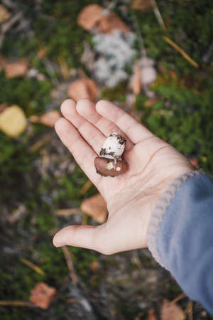 small cepe lies on a female hand in the woodの写真素材