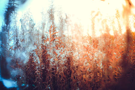 contrast in plants of unusual beauty, backgroundの写真素材