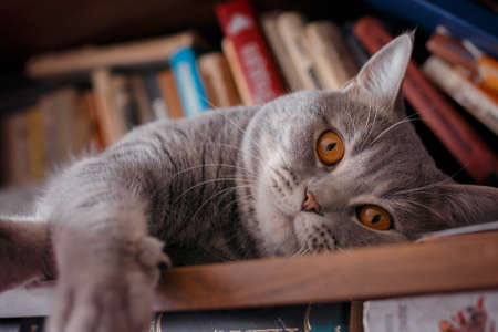 pets: the cat plays on the shelf with books. breeds Scottish Straitの写真素材