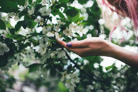The beautiful girl with pink hair walks among the blossoming apple-tree in the summerの写真素材