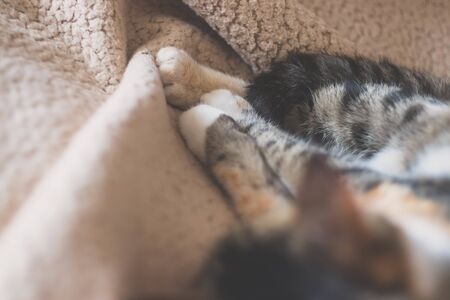 Domestic cat with white paws on the beige plaid.の写真素材