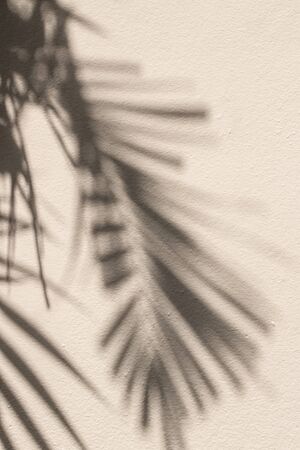 Palm tree, leaves, shadow, wall, beige. Beautiful shadows of palms leaves on a beige wall.