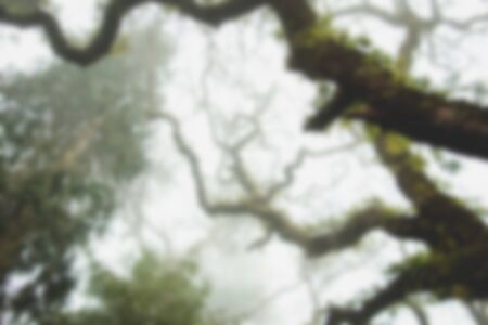 Blurred background. Old-growth forest. Dramatic and frightening nature with trees. Dramatic and frightening nature with trees. Magic and frightening background. Forest.の写真素材