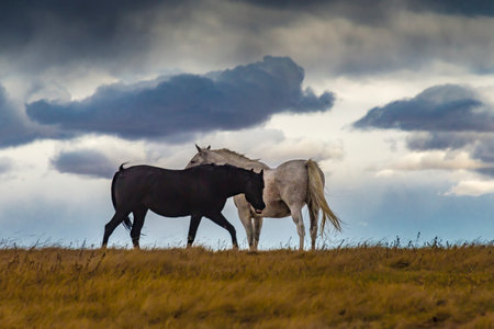 Horses in a meadow with storm clouds in the backgroundの写真素材