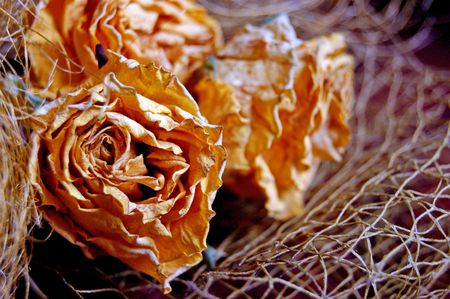 Dried rosesの写真素材