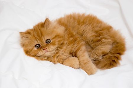 Persian kitten on a light backgroundの写真素材