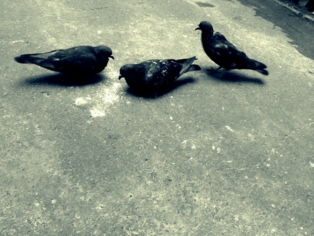 Doves eating breadの素材