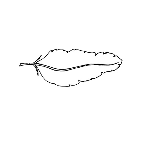 Feather doodle style contour element. Isolated vector illustrationのイラスト素材