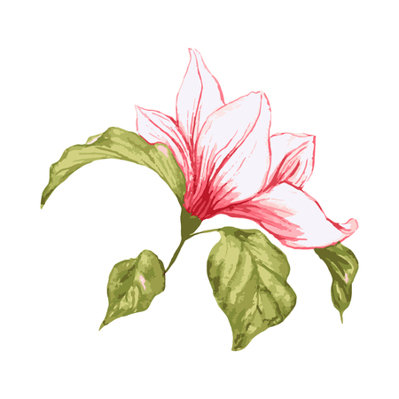 Single magnolia flower. Isolated realistic element. Blossoming pink flower, plant. Vector illustrationのイラスト素材