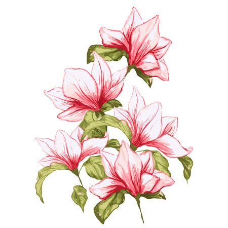 Magnolia flower bouqet in blossom, beautiful home decor and interior design, vector illustration isolated on white backgroundのイラスト素材