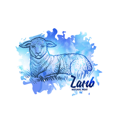 Hand drawn sketch Lamb. Natural Lamb Meat handdrawn background for restaurant menu design. Vector vintage illustration with blue splashesのイラスト素材