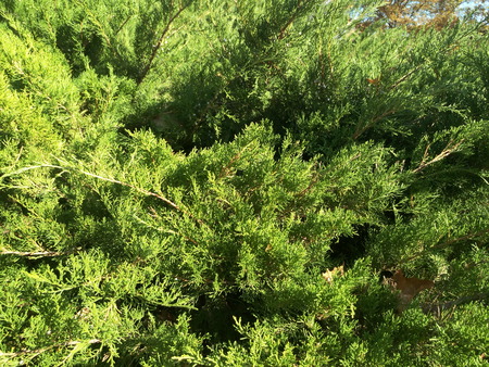 Green branches evergreen bush in garden. Green branches decorative thuja bush in summer gardenの写真素材