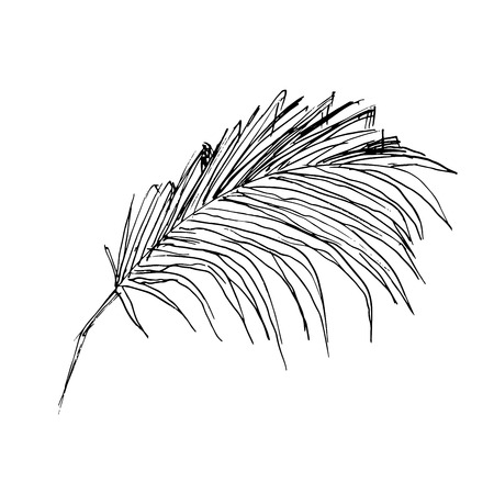 Isolated sketched coconut or queen palm tree leaves. Beach and rainforest, desert coco flora. Foliage of subtropical fern. Green palmae or jungle arecaceae. Botany, environment themeのイラスト素材