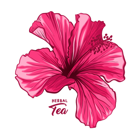 Hawaiian Hibiscus Fragrance Flower or Mallow Pink Chenese Rose. Flora and Isolated Botany Plant with Petals. Red Tropical Karkade or Bissap Herbal Tea, Crimson Flora. Blossom and Nature Theme.のイラスト素材