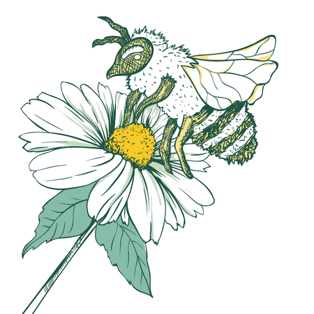 Entomology Sketch Illustration with Bee or Wasp and Camomile Flower. Blossoming and Pollination. Botanical or Medical Theme. Isolated on White Backgroundのイラスト素材