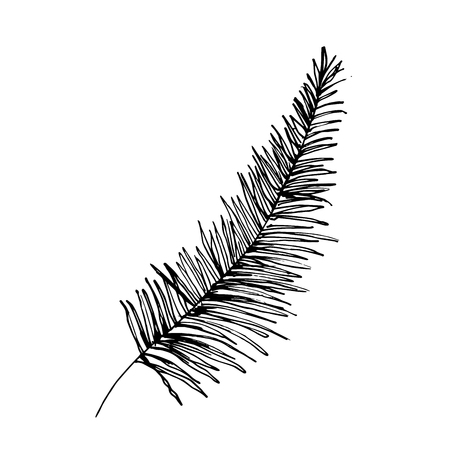 Isolated sketched coconut or queen palm tree leaves. Beach and rainforest, desert coco flora. Foliage of subtropical fern. Green palmae or jungle arecaceae. Botany, environment themeのイラスト素材