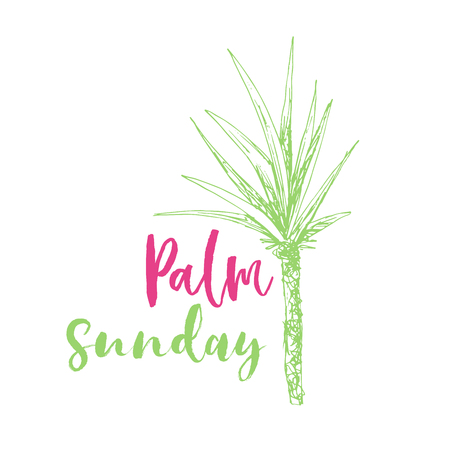 Isolated coconut or queen palm tree with leaves. Beach and rainforest, desert coco flora. Foliage of subtropical fern. Green palmae or jungle arecaceae. Island climate,botany, environment themeのイラスト素材