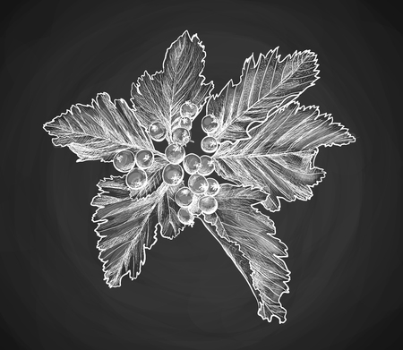 Branch of rowan berry sketch, mountain-ashes twig, ash tree raceme for scrapbook, foliage of rowan-tree bouquet with leaves, cluster of raw berries. Botany and flora, seasonal fruit themeのイラスト素材