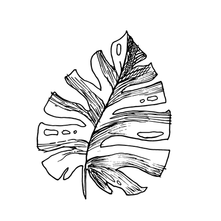 Isolated sketched coconut or queen palm tree leaves. Beach and rainforest, desert coco flora. Foliage of subtropical fern. Green palmae or jungle arecaceae. Botany, environment themeのイラスト素材